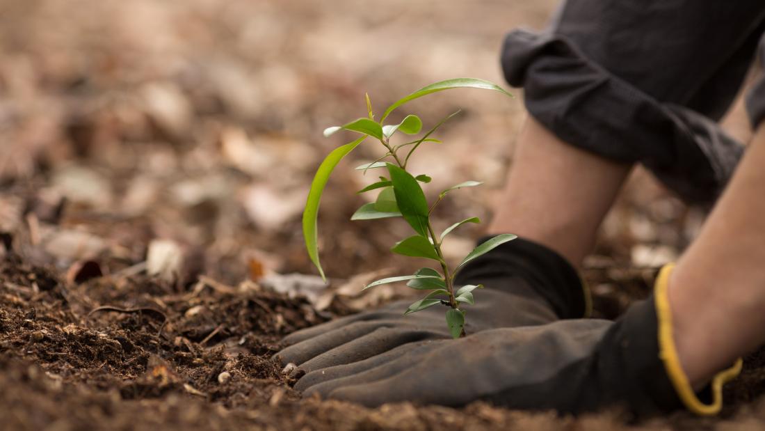 Study Conservation At Bangor University