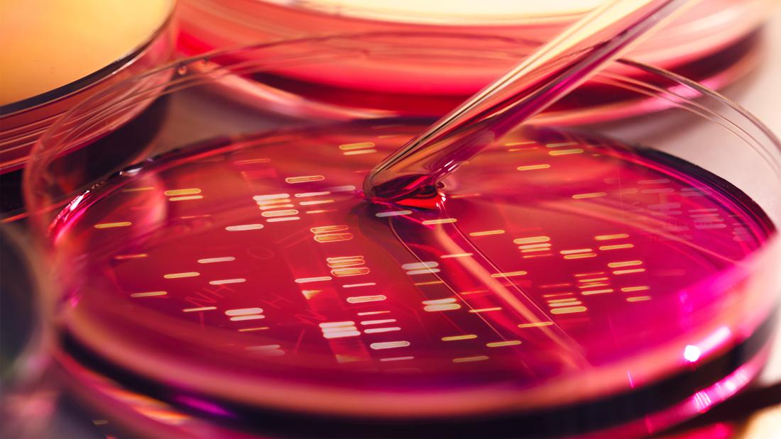 Data DNA y tu mewn i ddysgl petri