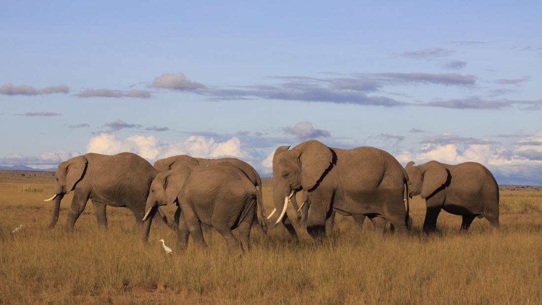 Tight group of elephants in dry grass against blue sky