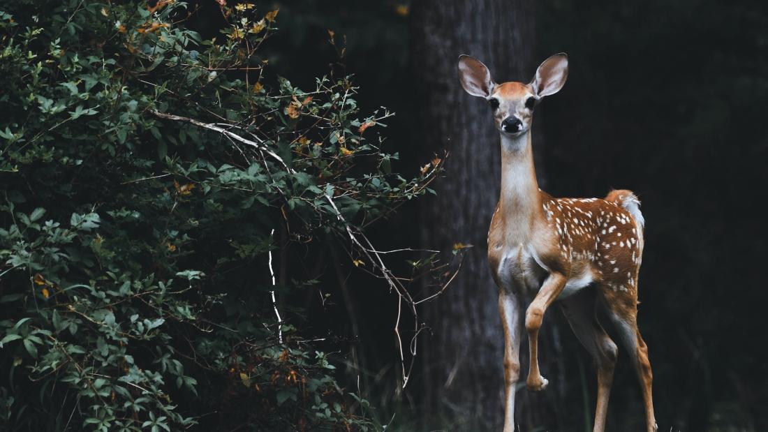 Picture of deer in the woods looking at the camera