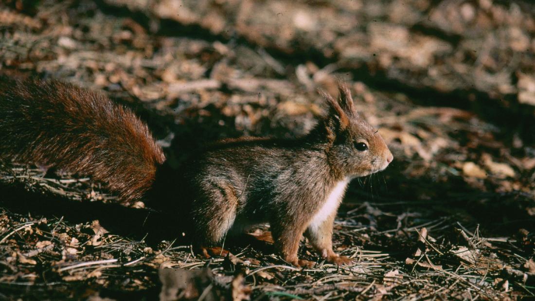 Red Squirrel