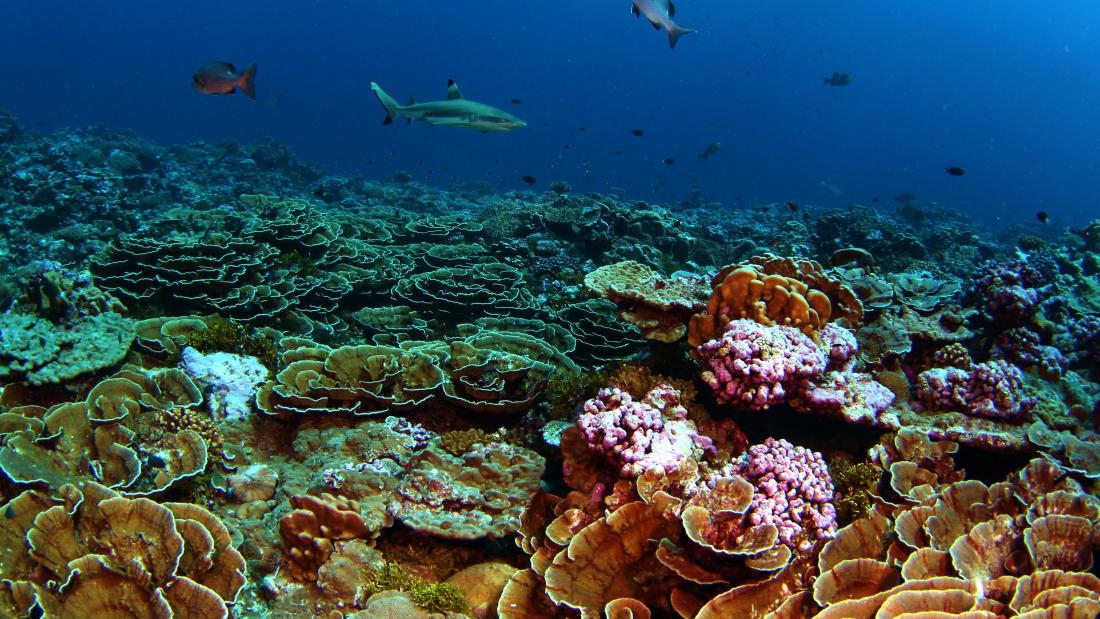 corals on the seabed  and larker fish  seen but not clearly
