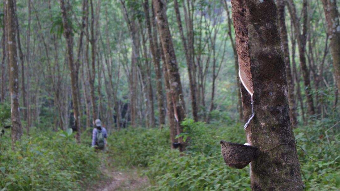 A persn seen in a rubber tree plantation being tapped for rubber.