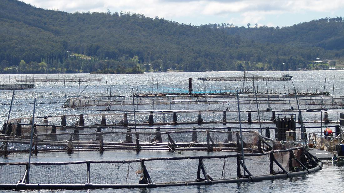 The above surface structure of salmon farm cages seen against a coastal back-drop