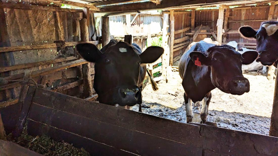  two cows in a shed