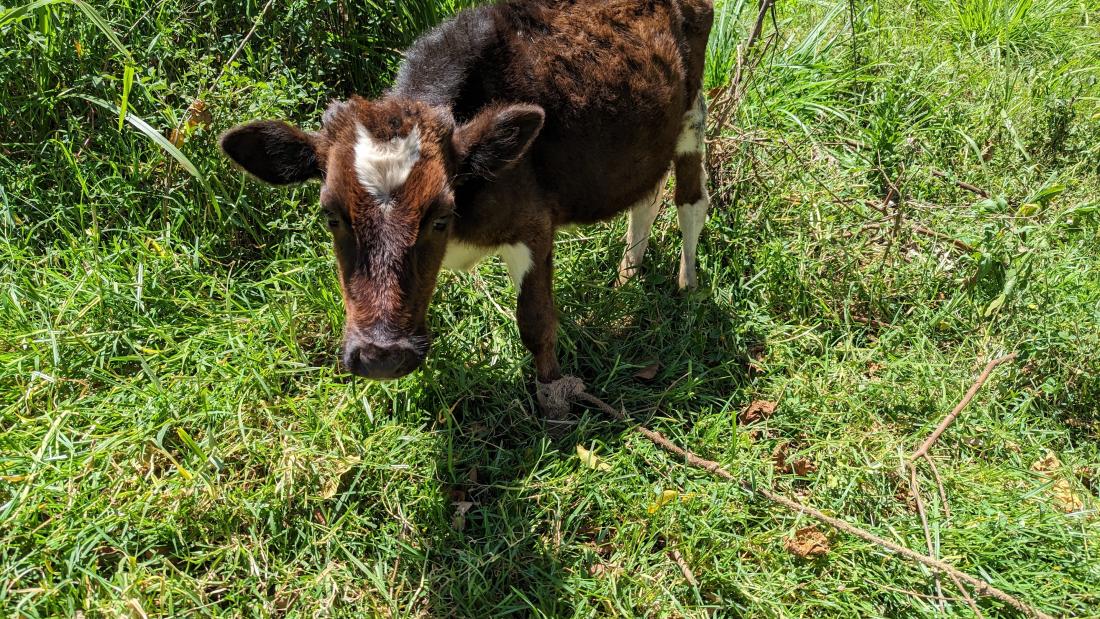  a calf in a field