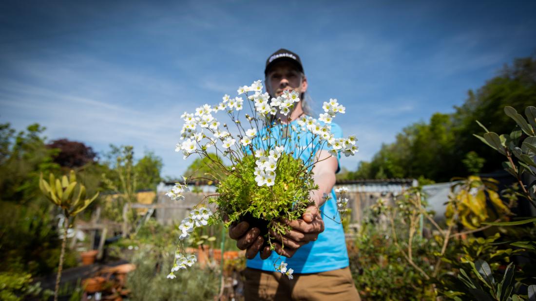 Robbie with Rosy Saxifrage in plant nursery 