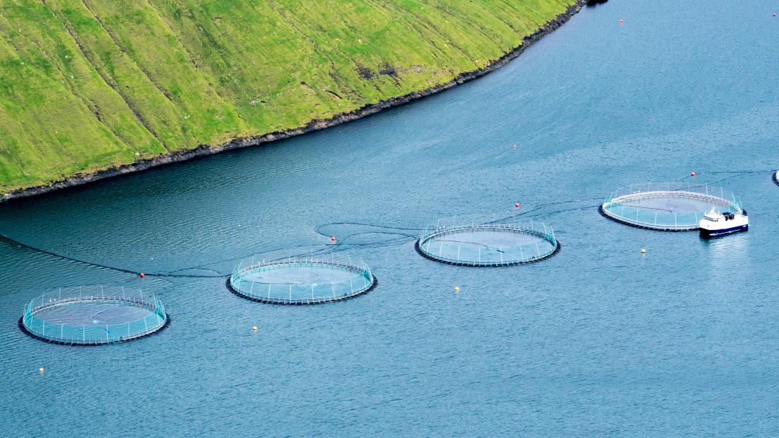  fish cages sit in a row  offshore near what looks like a steep fjord.