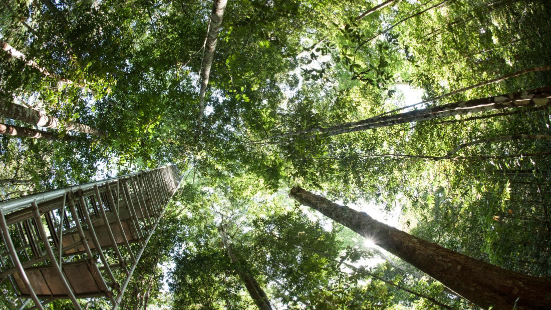 A forest canopy and access ladder viewed from the ground up