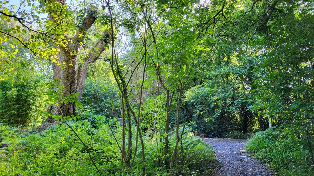 Woodlands with blue sky shining through