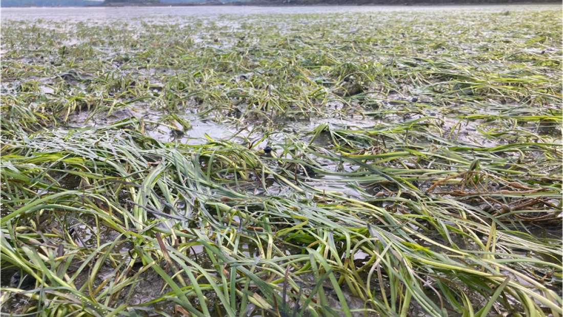 Seagrass meadow at low tide, located in Harpswell Sound, near the Schiller Coastal Studies Center