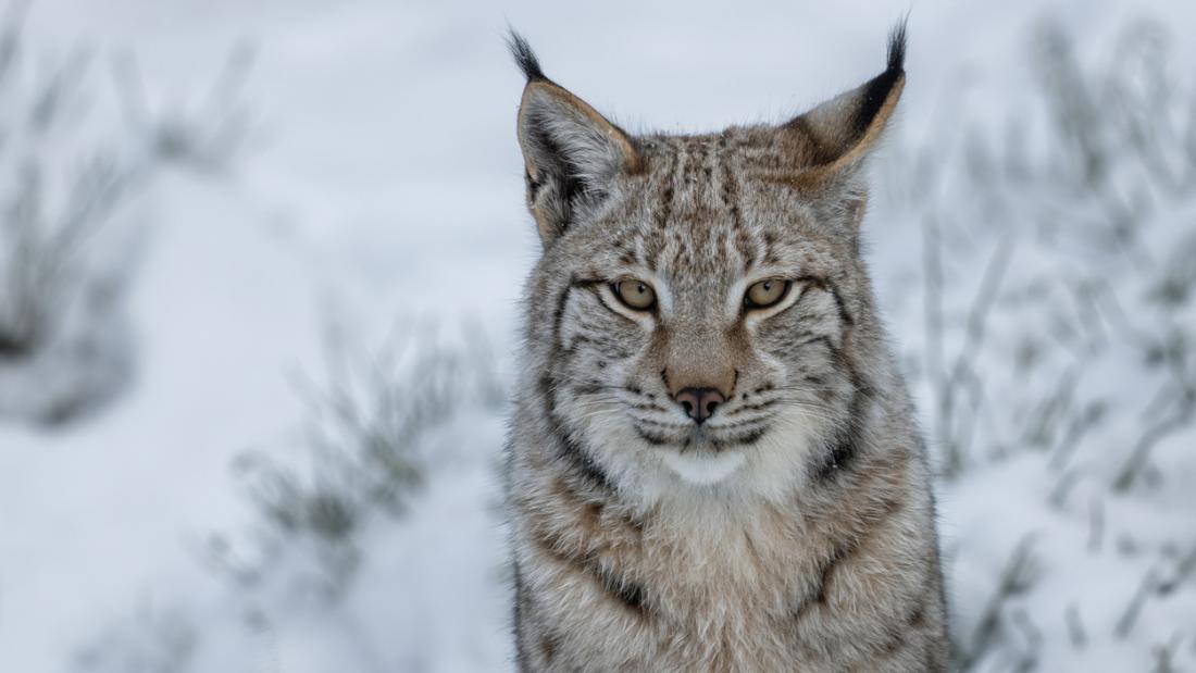 Portrait of a young Eurasian lynx (Lynx lynx) in winter.