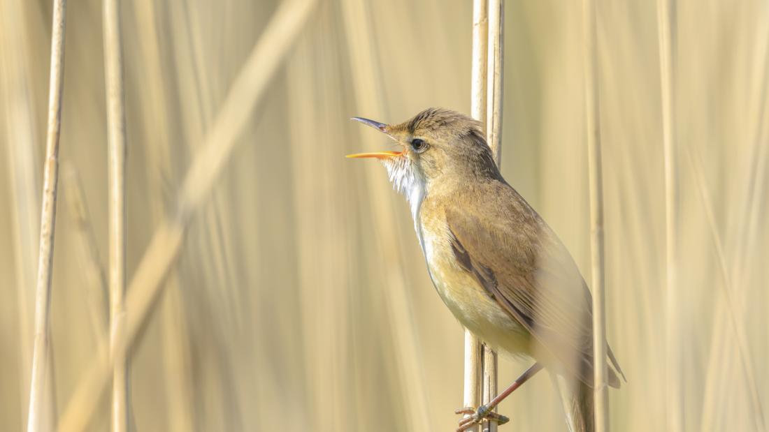 Image of an Eurasian reed warbler Acrocephalus scirpaceus bird singing in reeds during sunrise. Early sunny morning in Summer