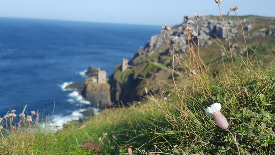 Ocean with rocks in the distance a small flower on a grass verge 