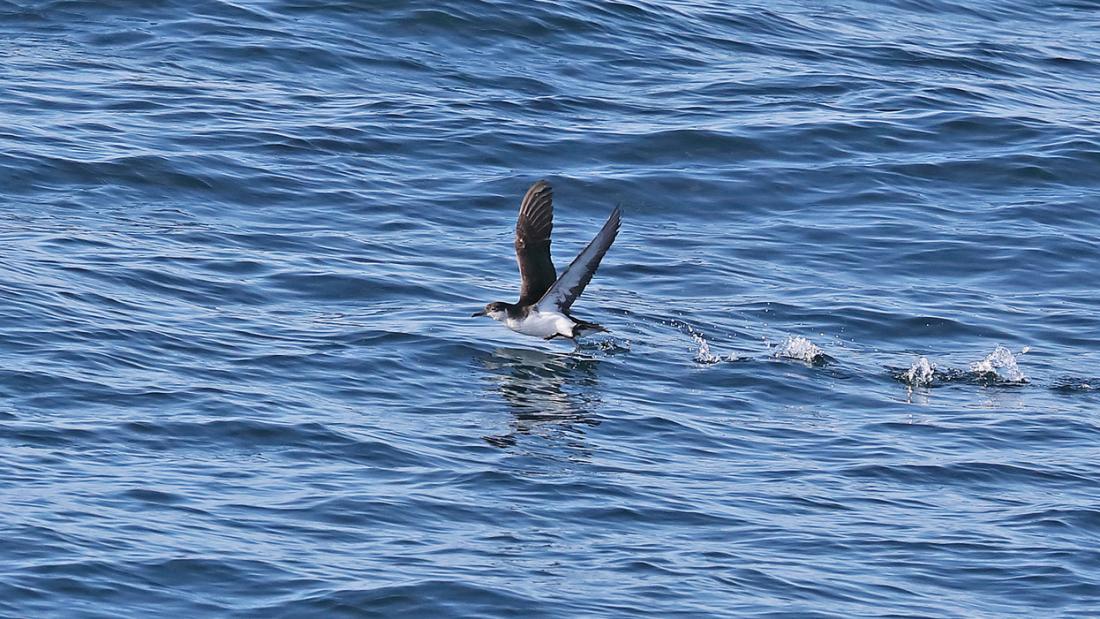 Bird flying over the ocean 