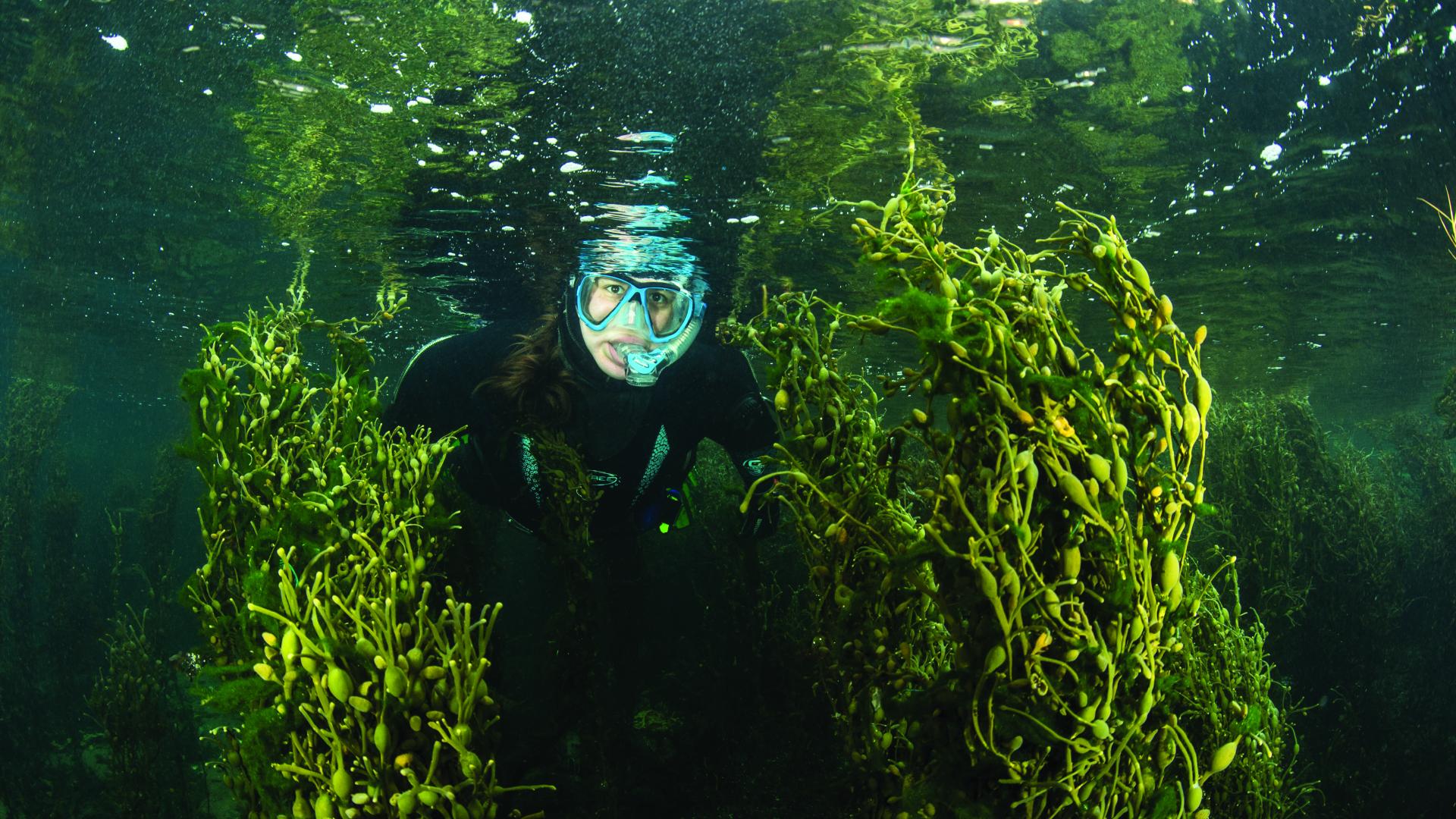 Marine Biology And Oceanography MSci | Bangor University