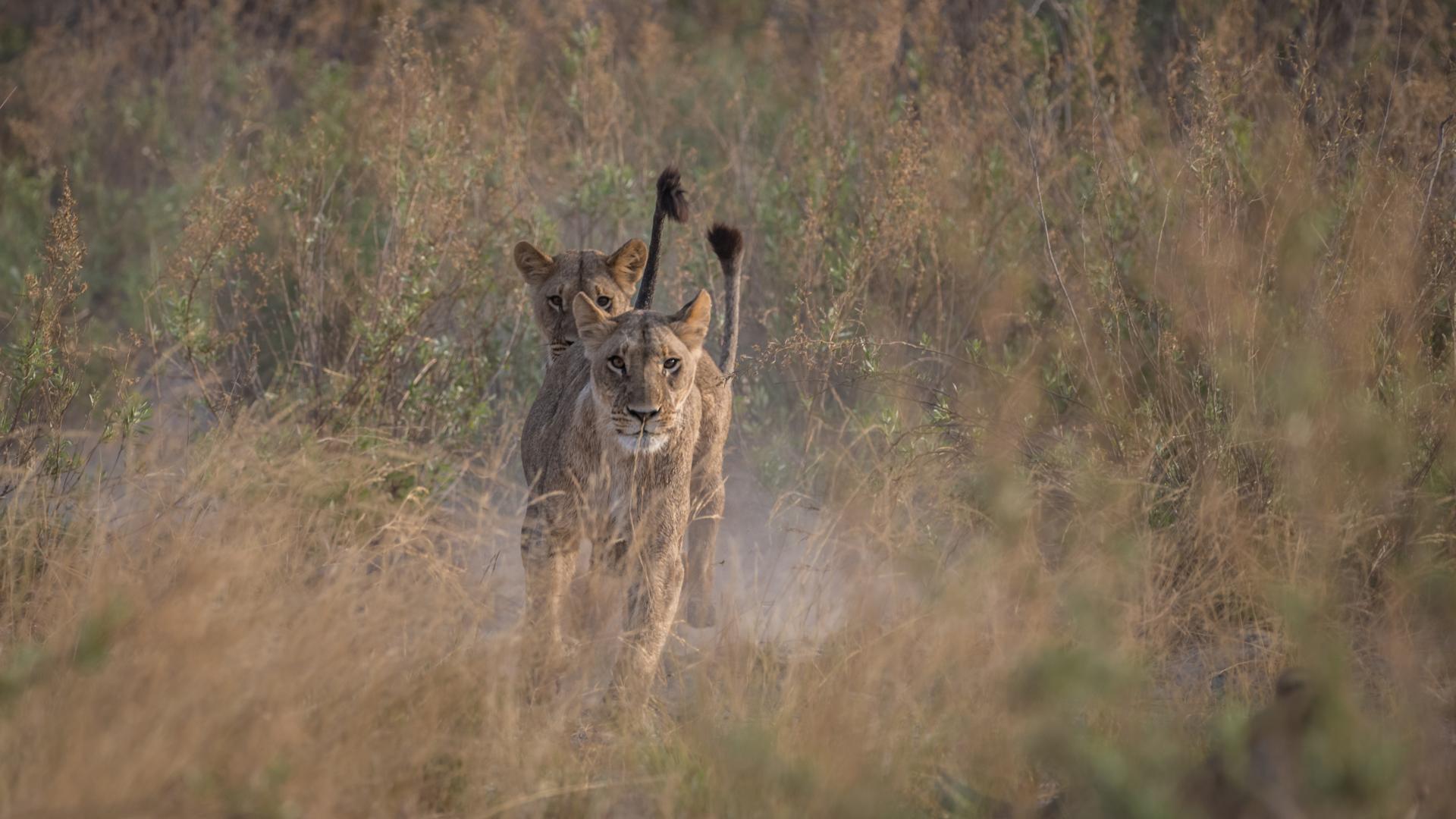 Wildlife Conservation | Bangor University