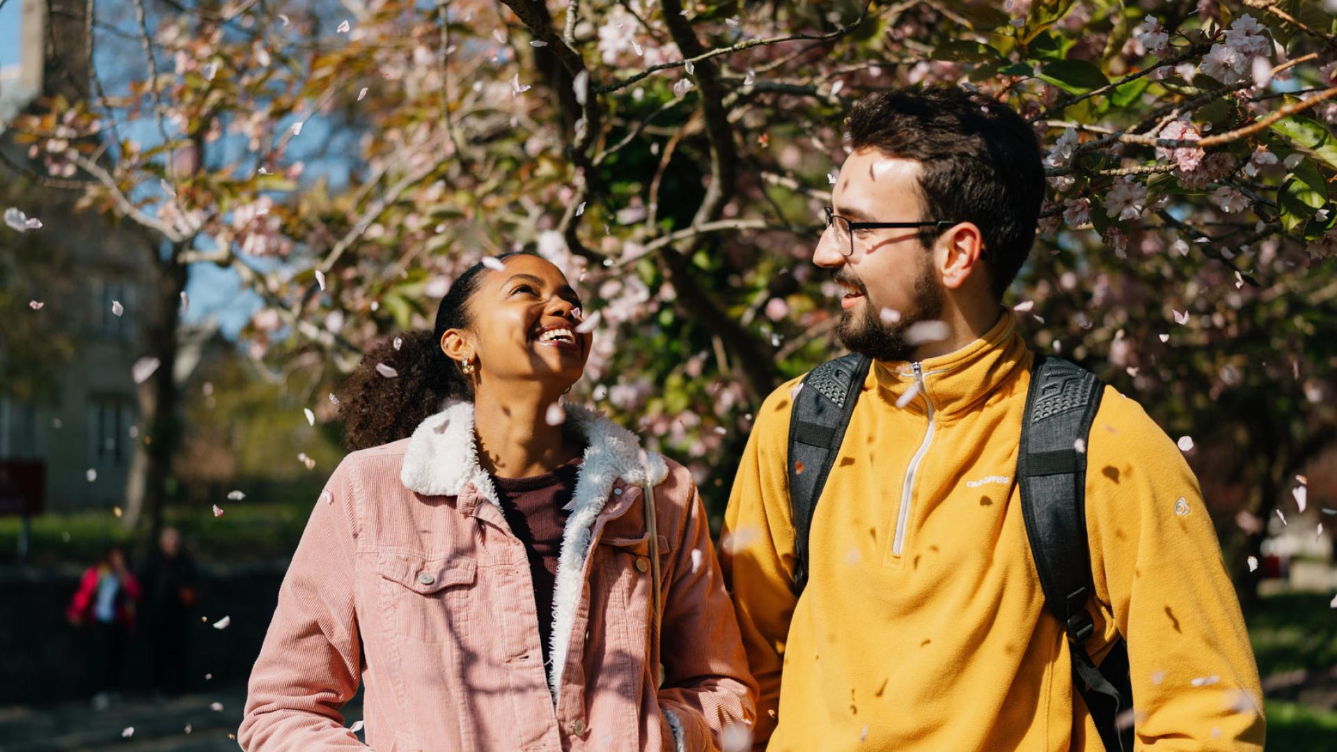 Two students walking, talking and laughing with cherry blossom tree in the background and petals falling from above