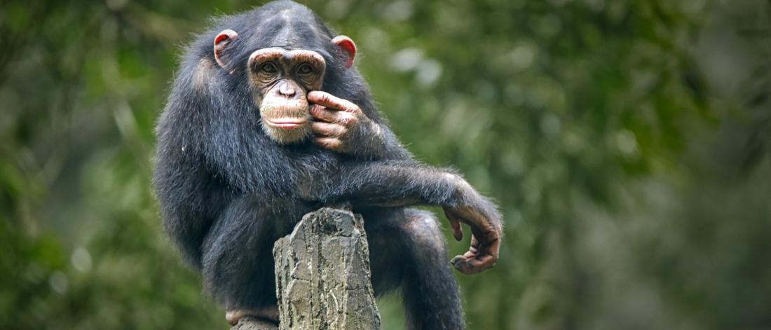 Chimpanzee yn eistedd ar ben coeden