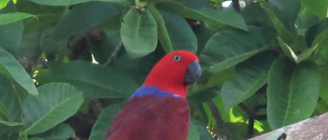 A blue and red eclectus parrot in a tree with a green leafy background