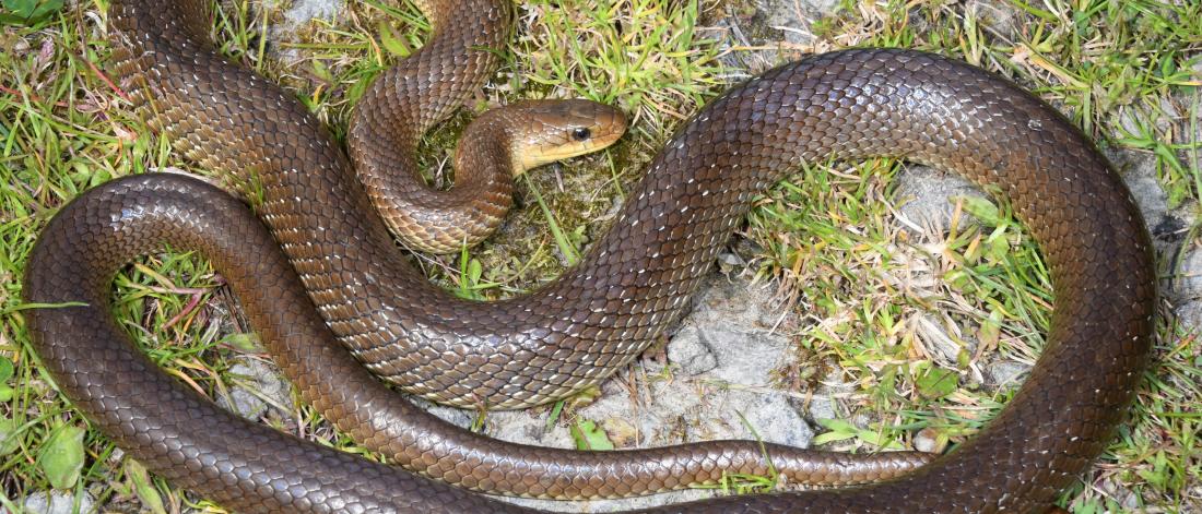 Aesculapian snake