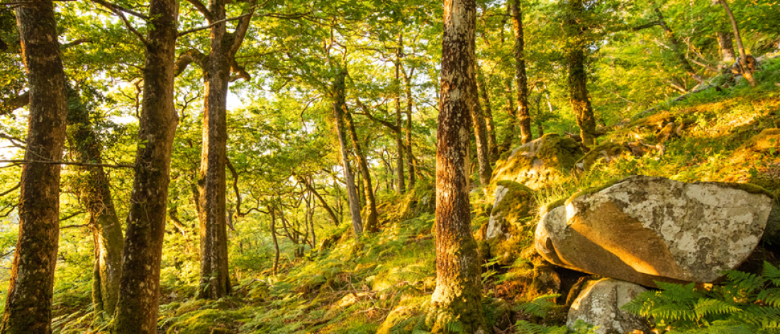 Welsh ancient woodland with dappled sunlight