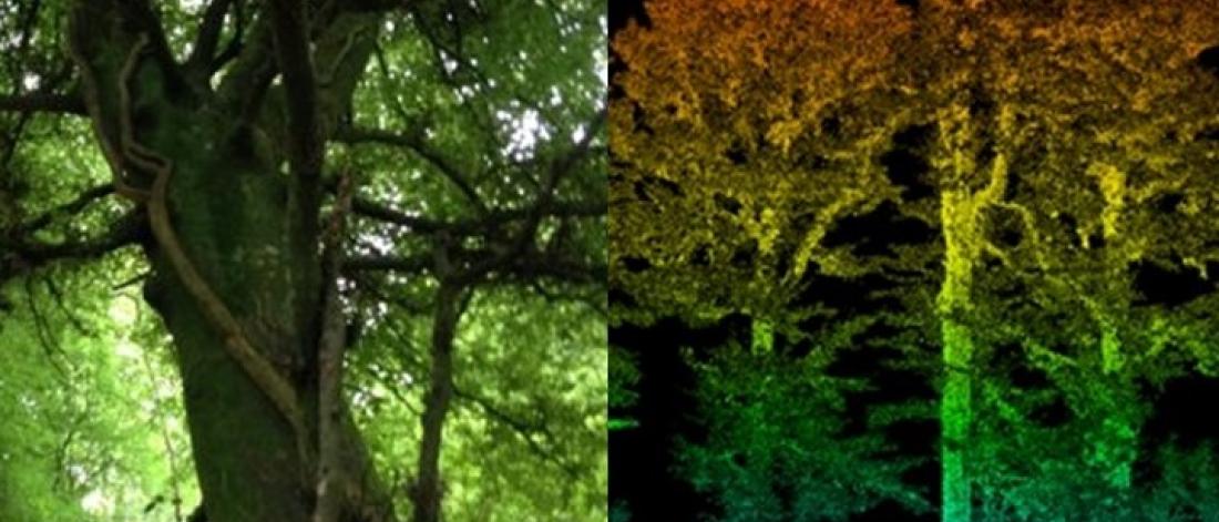 close up of trees in a woodland 