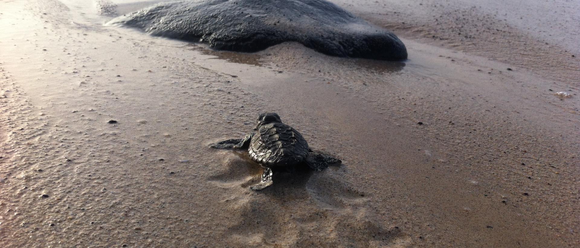 Mitigating the impact of climate change on sea turtle hatchling sex ...