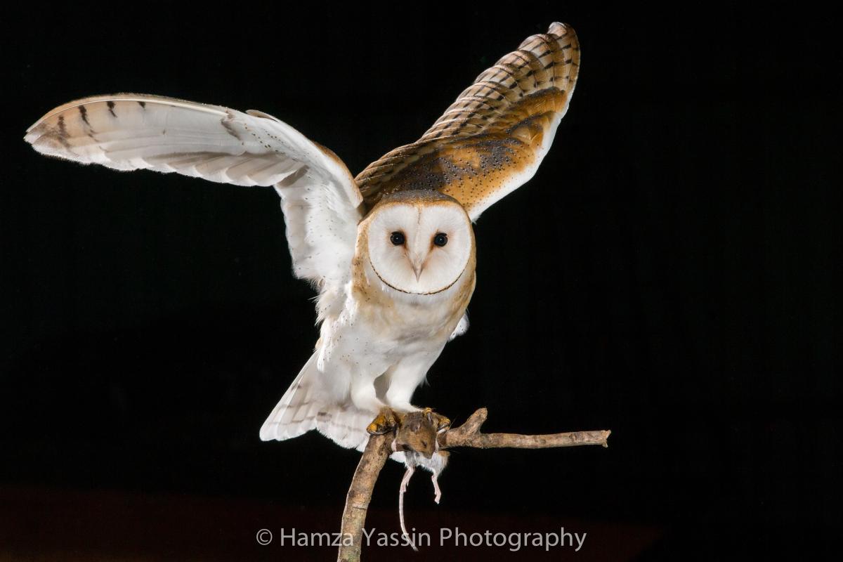 Bangor University Zoology Alumnus To Share His Passion For Conservation ...