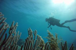 Underwater image looking up from between the seaweed at a diver.