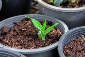 Plants being grown in plant pots 