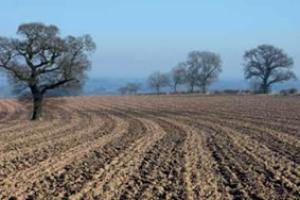 Ploughed field