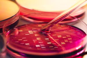 DNA data inside petri dish