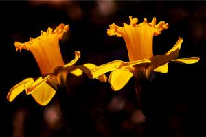 Two backlit daffodils