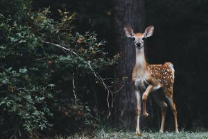 Picture of deer in the woods looking at the camera