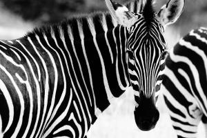 zebra