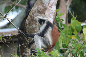 brown balck and white monkey in tree