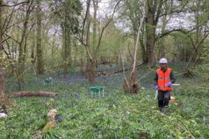 Nutrient addition plots in a mature oak forest