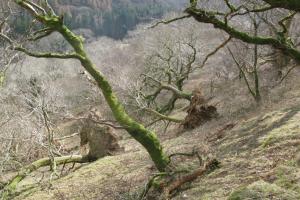 wind thrown trees