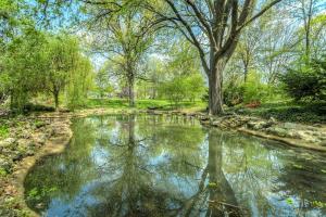 A pond surrounded by trees