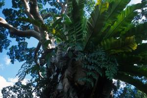 Bird's nest fern