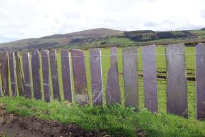 A photograph of 'crawiau' - rough slabs or planks of slate of varying height placed upright in the ground several inches apart and held together with wire - in the landscape.