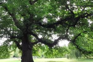 Photograph of a tree with green leaves. 