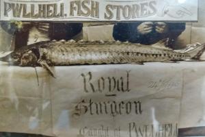 Image of an old black and white photograph of a large fish on a table with words Pwllheli Fish Stores