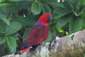 A blue and red eclectus parrot in a tree with a green leafy background