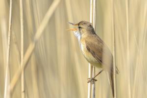 Image of an Eurasian reed warbler Acrocephalus scirpaceus bird singing in reeds during sunrise. Early sunny morning in Summer