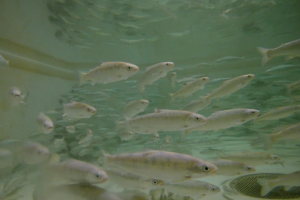 Underwater shot of large fish tank, housing juvenile Atlantic salmon