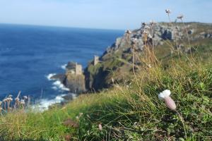 Ocean with rocks in the distance a small flower on a grass verge 