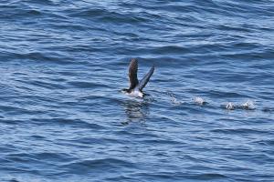 Bird flying over the ocean 