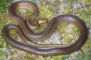 Aesculapian snake